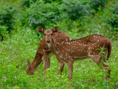 Explore Chinnar Wildlife Sanctuary