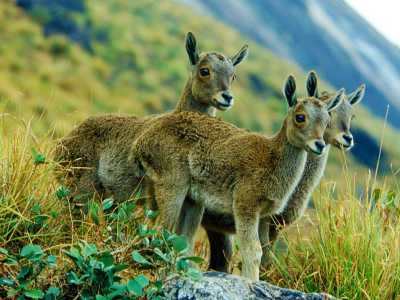 Explore Eravikulam National Park