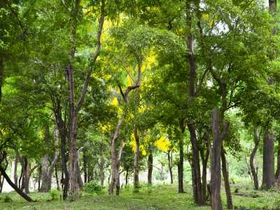 Explore the Marayoor Sandalwood Forests