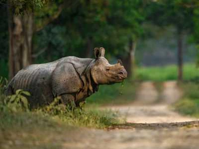 Kaziranga National Park, Assam – Wild Encounters