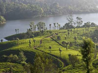 Munnar, Kerala – Tea-Scented Slopes