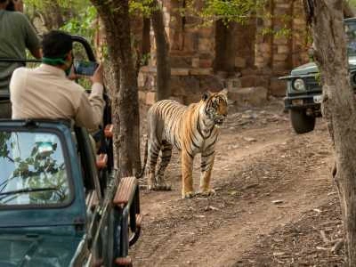 Ranthambore, Rajasthan – Royal Safari Adventures