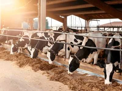 Stop by the Indo-Swiss Dairy Farm