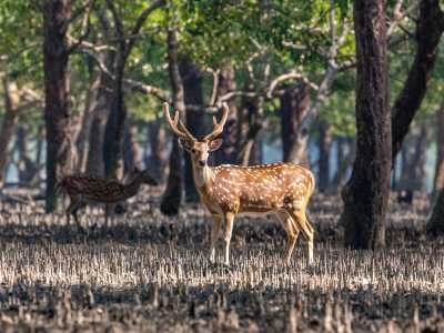Sundarbans, West Bengal – Into the Mangroves