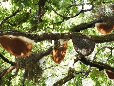 Tour the Honey Bee Tree