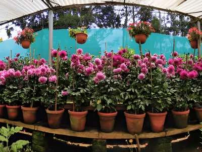 Visit Rose Garden
