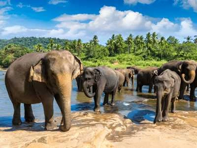 Visit the Elephant Lake