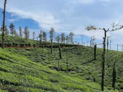 Coorg, Karnataka – Coffee Country