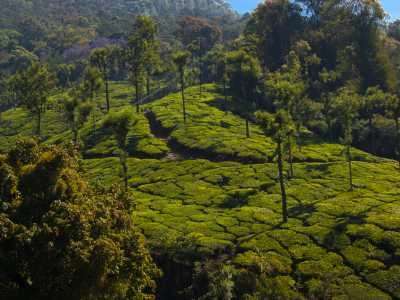 Coorg, Karnataka — Coffee in the Hills