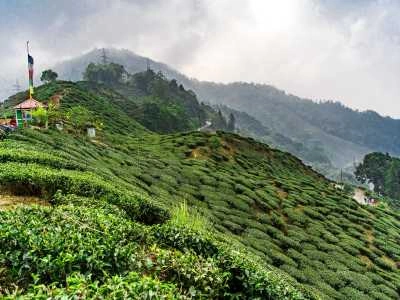 Darjeeling, West Bengal — Tea and Mountains