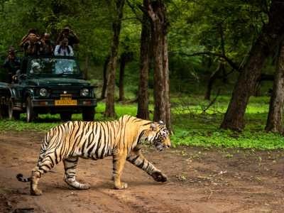 Ranthambore National Park, Rajasthan — Into the Wild