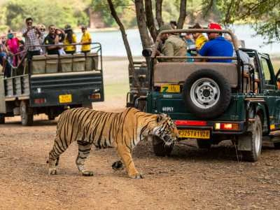 Ranthambore Jeep Safari