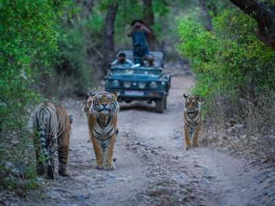 Why Choose Ranthambore for a Jungle Safari