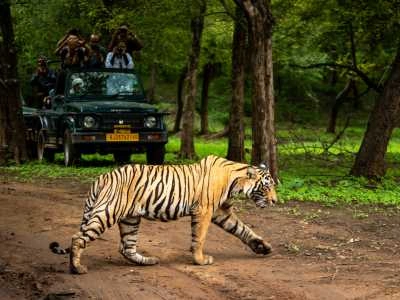 Go on a Wildlife Safari in Ranthambore National Park
