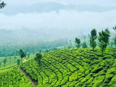 Munnar – Romance in the Tea Gardens
