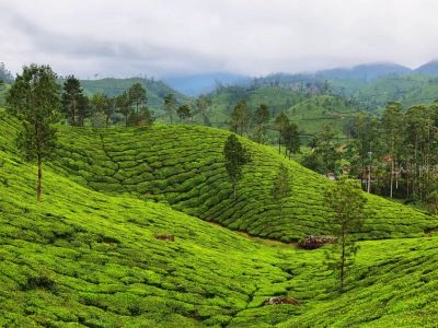 Munnar, Kerala