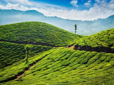 Munnar, Kerala