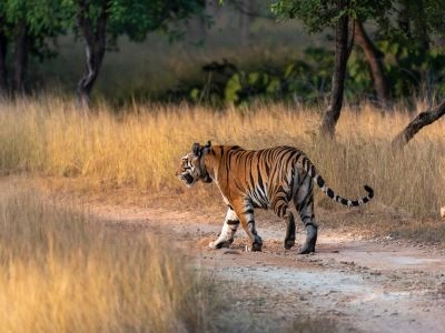 Ranthambore, Rajasthan