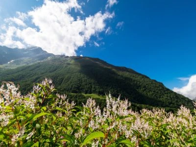 Valley of Flowers, Uttarakhand
